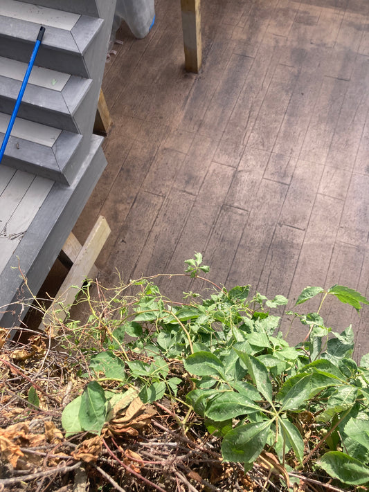 Decorative Stamped Concrete